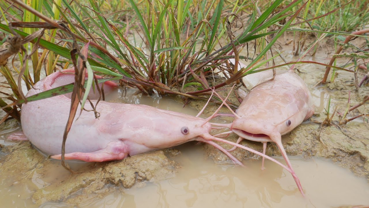 Giant Catfish Appear in Rice Field After Heavy Rain! Catfish Crawling in Rice Field After Rain
