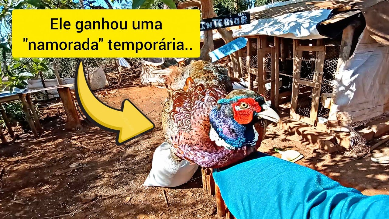 Montei uma baia Nova de modelados/ Nova baia de Mini Cochin/ ATUALIZAÇÃO 