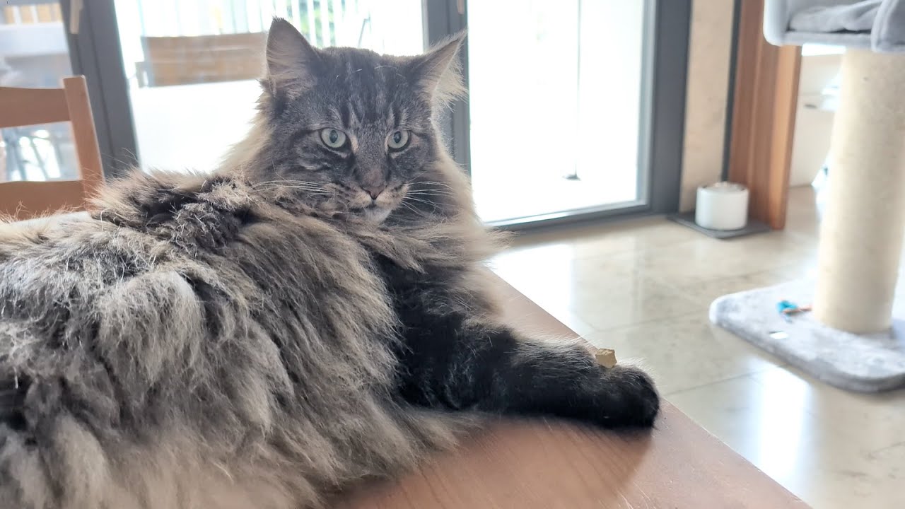 I put a treat on his paw - Roy | Norwegian Forest Cats