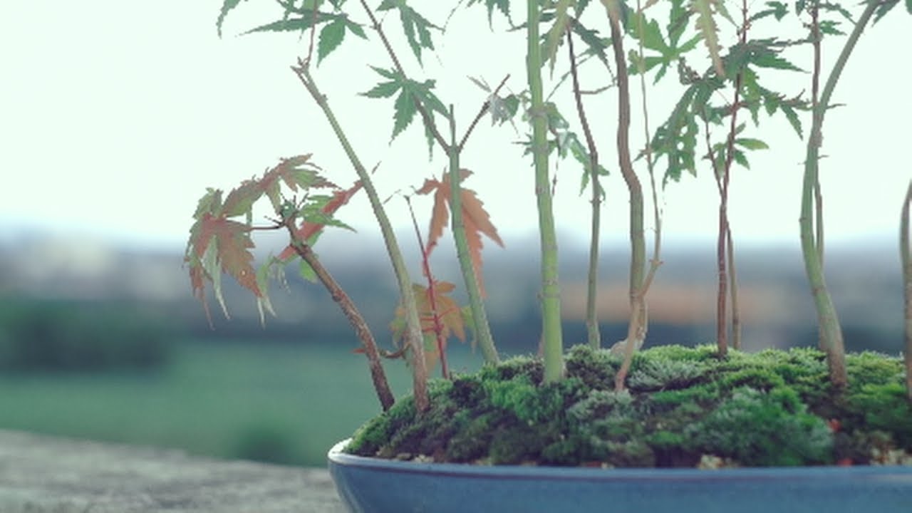 Making a Japanese maple forest and collecting moss