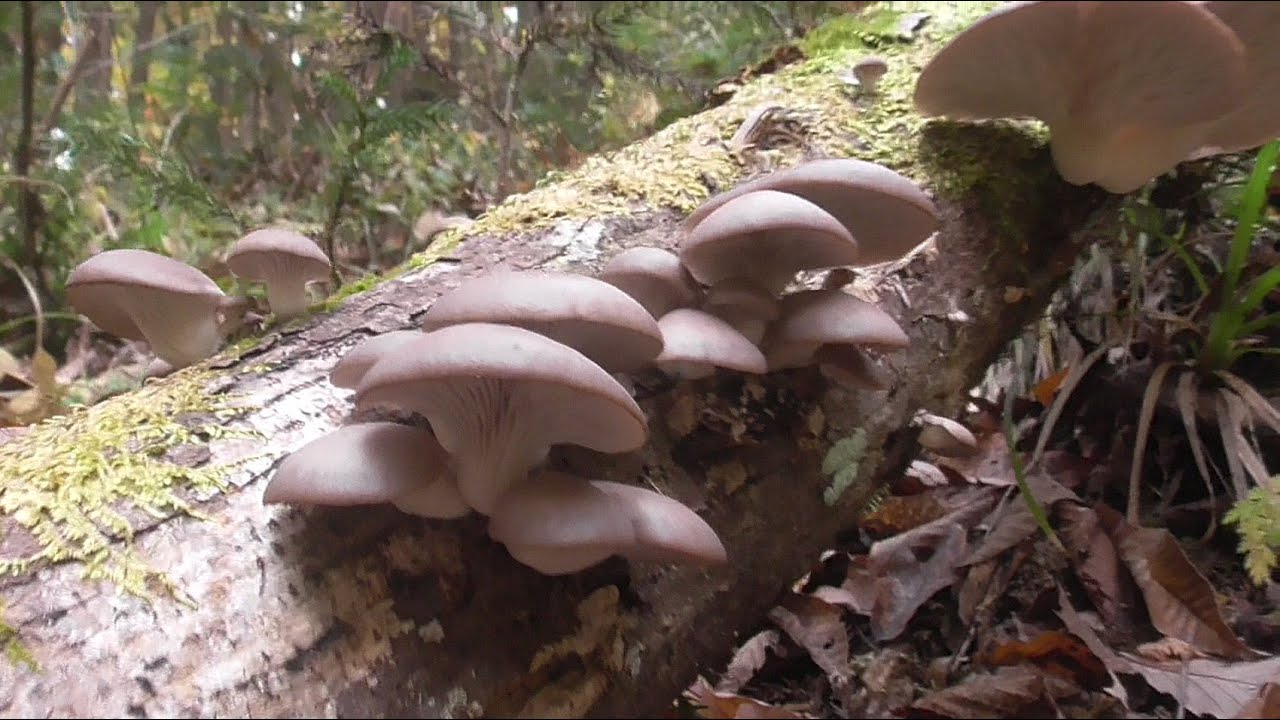 【晩秋のきのこ狩り】良いヒラタケが採れました