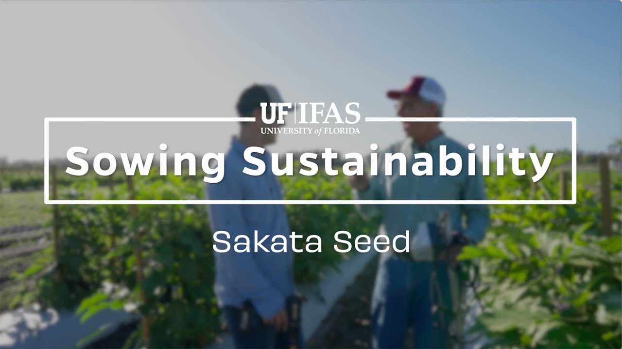 Saving Water on Florida's Tomato Farms - Sowing Sustainability