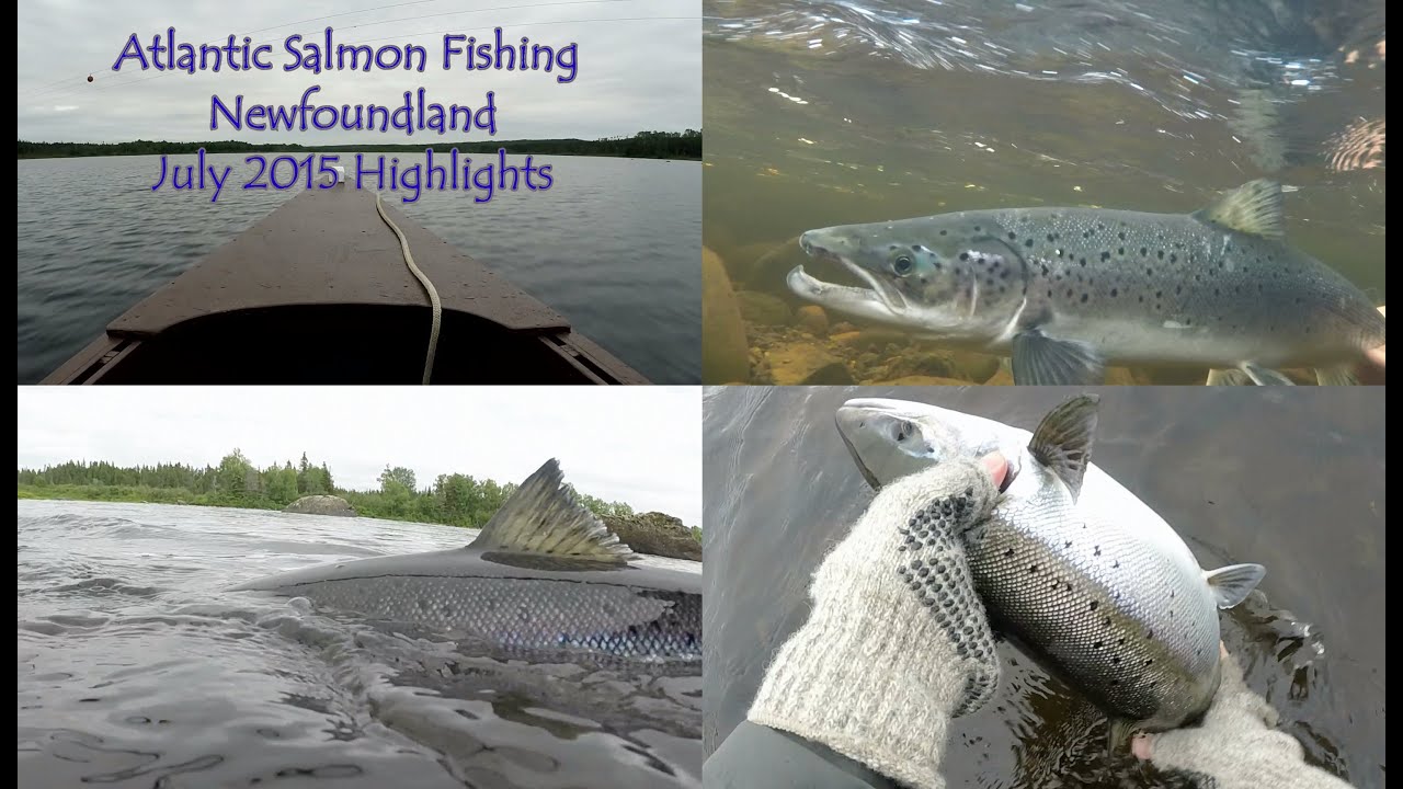 Highlights from Atlantic Salmon Fishing in Newfoundland - July 2015