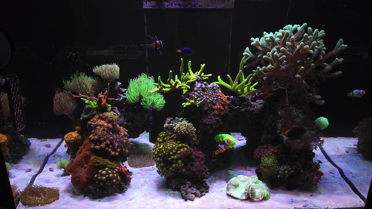 Red Sea Reefer 300g2 - Relax