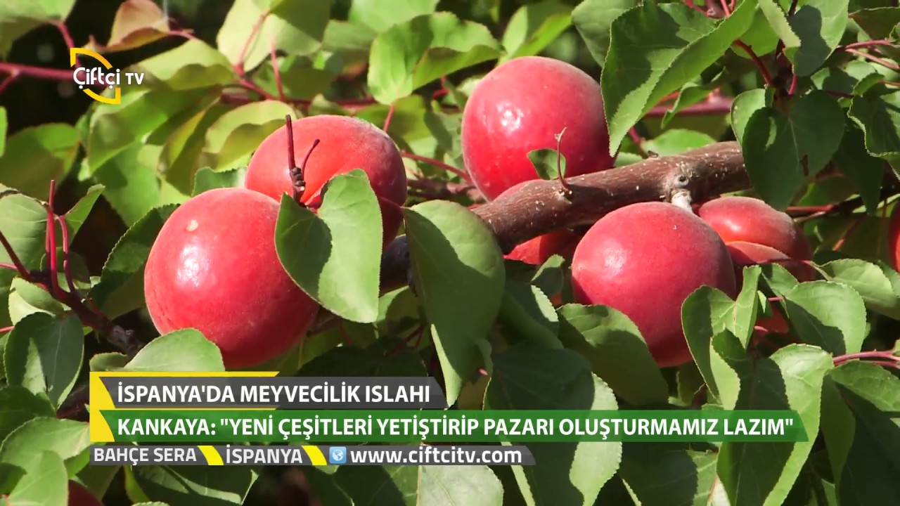Bahçe Sera - İspanya'da Meyvelerin Anaç Islahı Hakkında Teknik Bilgiler