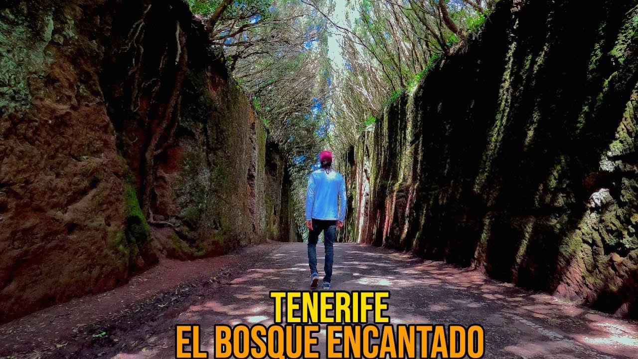 ANAGA, el BOSQUE ENCANTADO - Mi lugar FAVORITO de TENERIFE 🏝