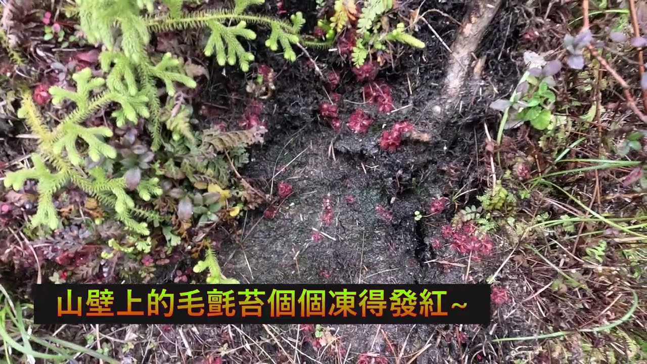 寒風中的台北七星山東峰步道