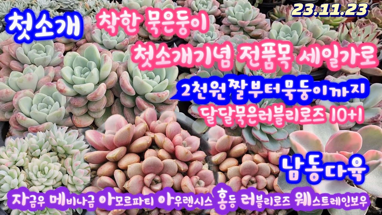 남동다육(1)첫소개/묵둥이들 모두 세일가로 드립니다/득템하세요/아모르파티.러블리로즈(2천) (10+1)웨스트레인보우(3천)방울복랑금군생(만원)홍등/