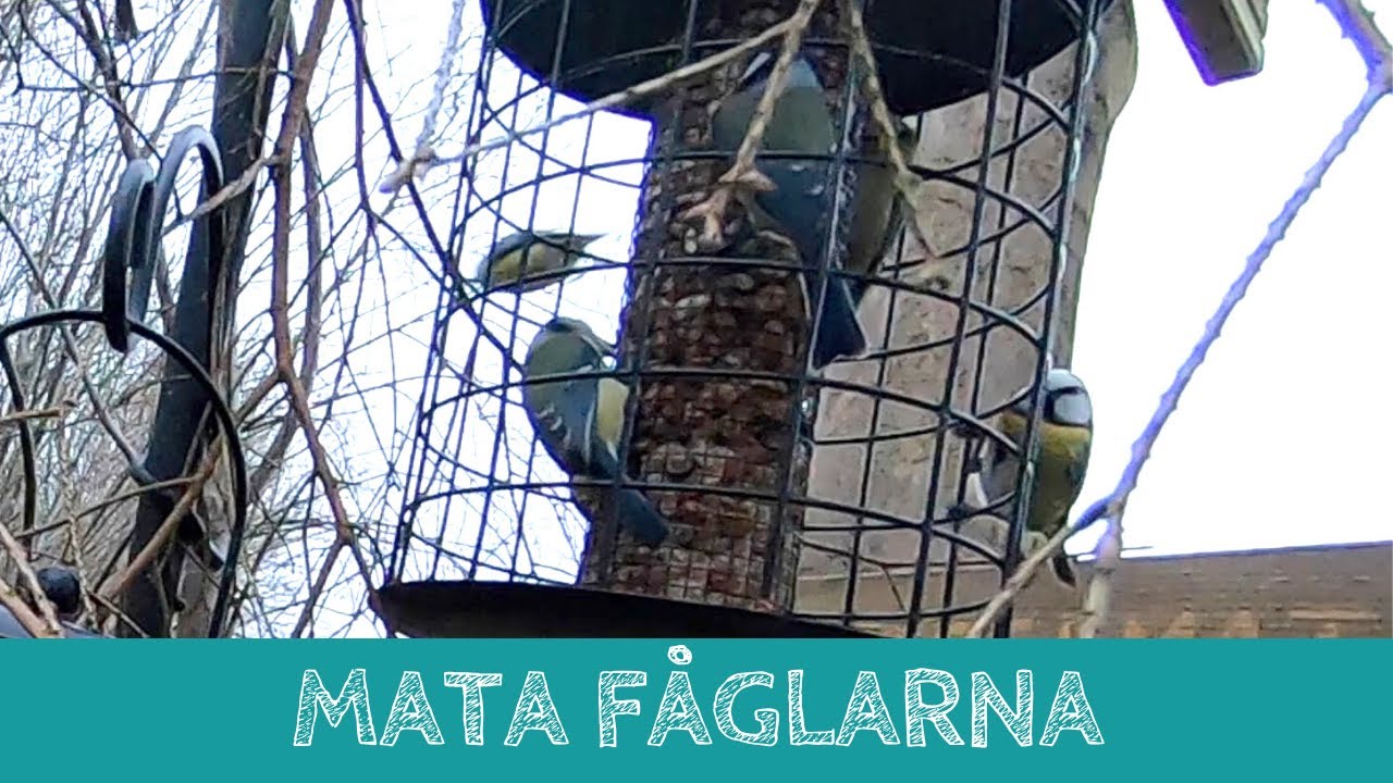 Mata fåglarna i vinter - Fågelmat
