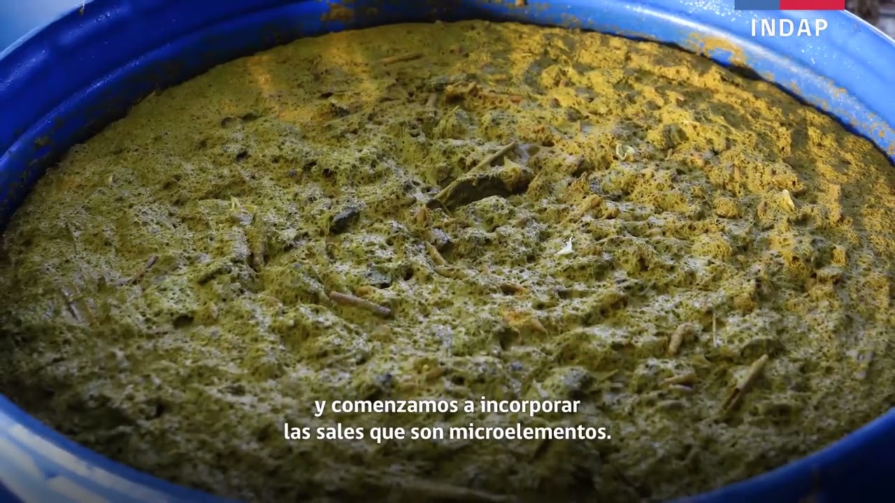 Prepara tu propio biofertilizante y a muy bajo precio