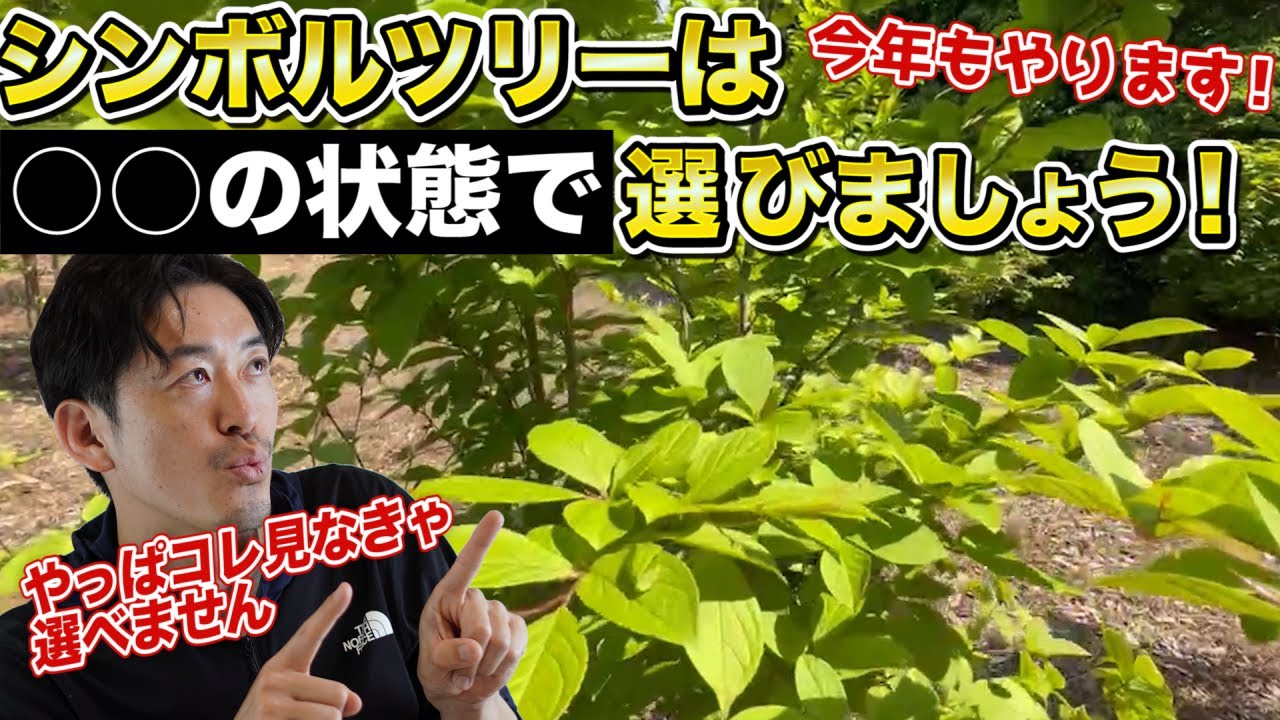 【駆け足20選】これを見ずにはシンボルツリー選びできません。