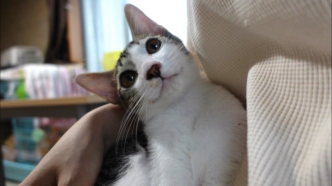 ゲリラ豪雨が怖くておしゃべりが止まらない子猫