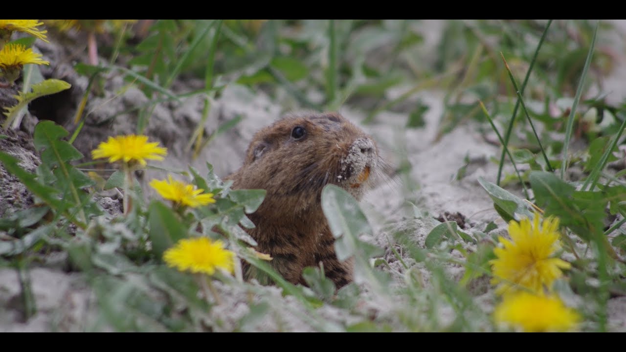 Secrets to the Study of Animal Behavior &ndash; Dr. Eileen Lacey (UC Berkeley)