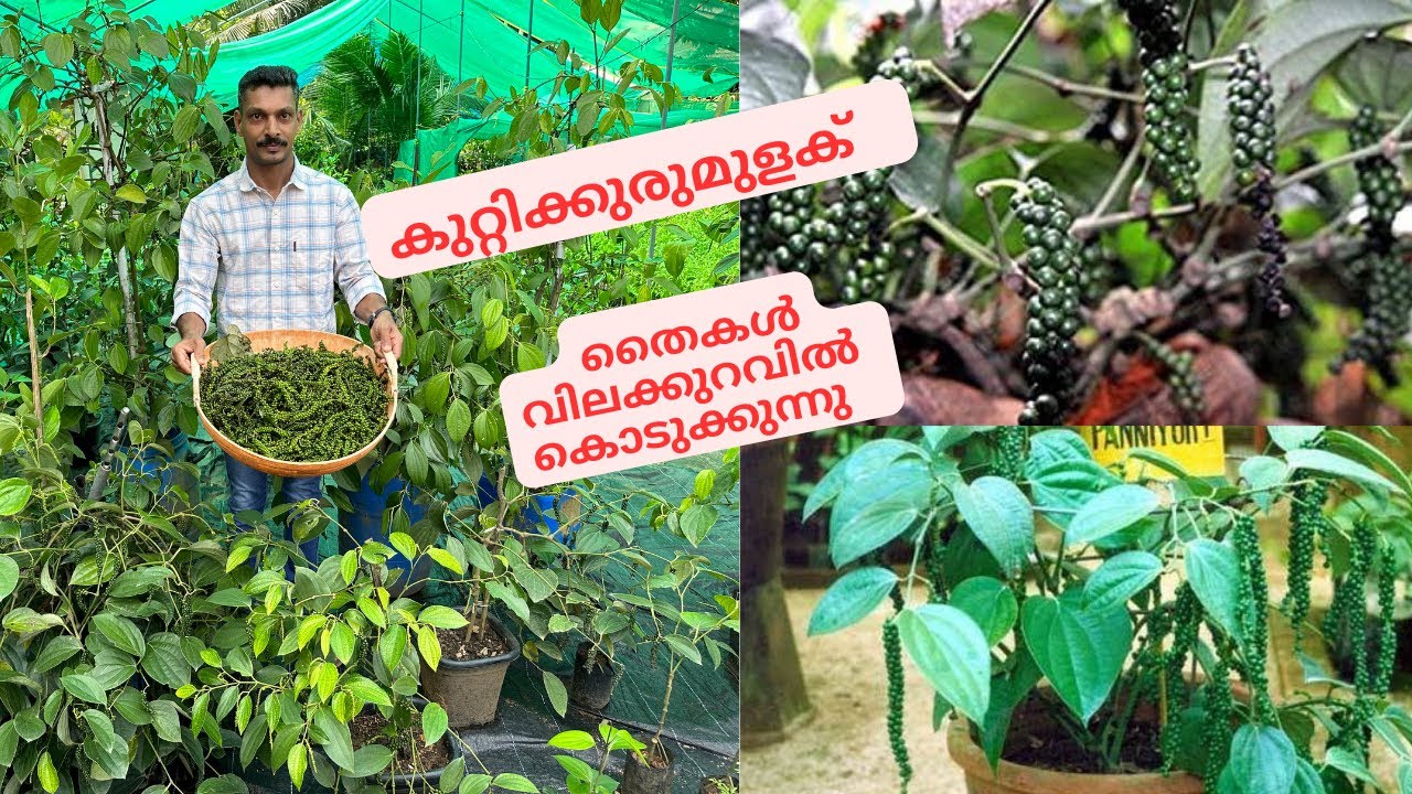 കായ്ച്ച കുറ്റികുരുമുളക് തൈകൾ എവിടെയും എത്തിച്ചു നൽകുന്നു Kutti Kurumulak Black Bush Pepper plants