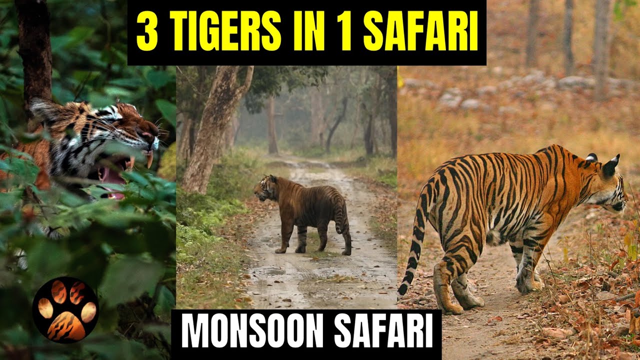 Ep 8 - Three Tigers in One Safari in Kishanpur Wildlife Sanctuary | Big Tiger of Terai | Mock Charge