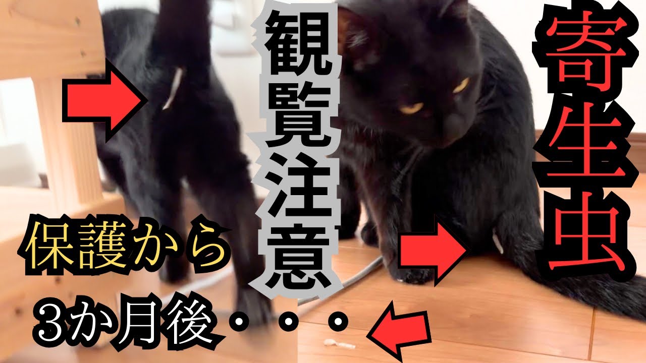 【寄生虫】保護して3か月　お尻からなにかが出てきました…