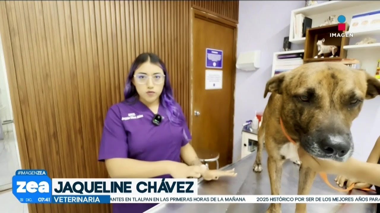Perrito que intentó robar peluche en Yucatán fue adoptado y ahora su nombre es “Thor” | Zea