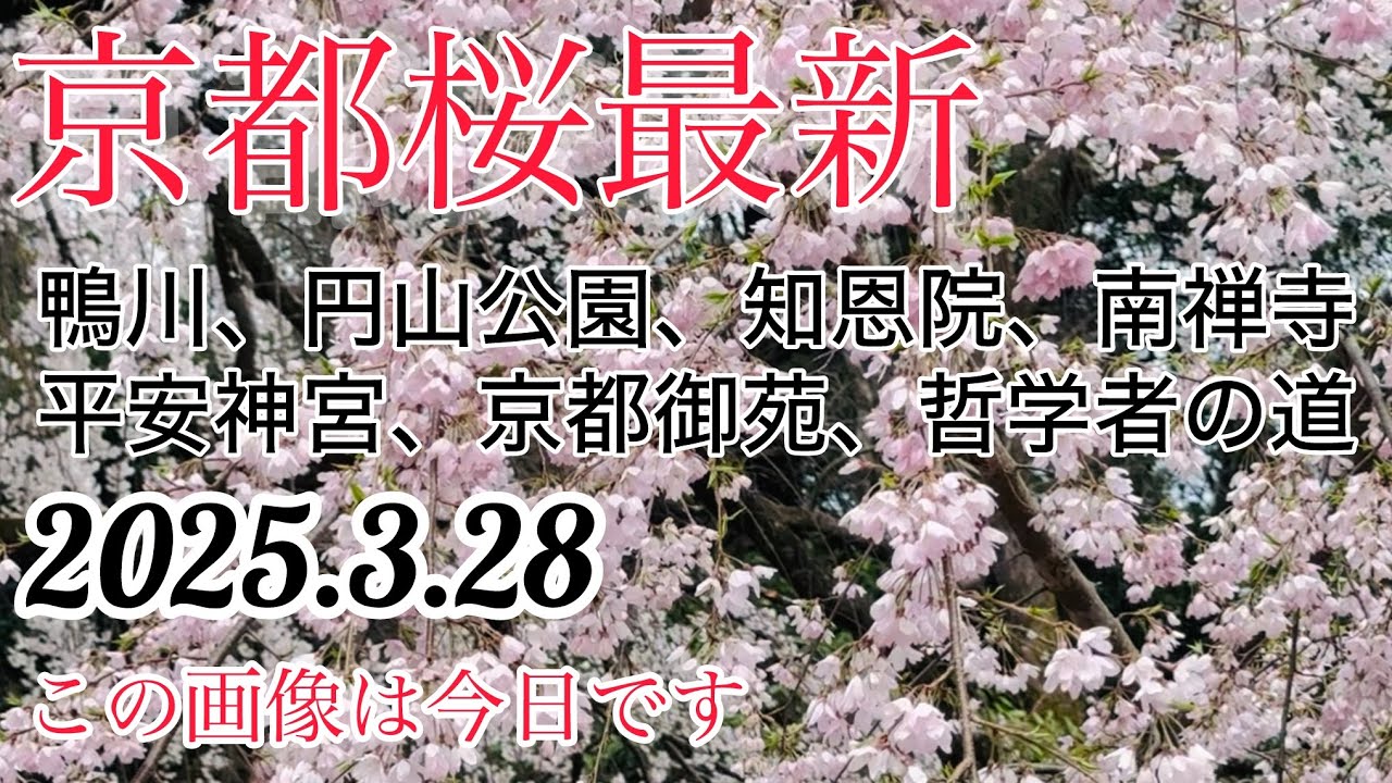 【京都桜】鴨川/円山公園/知恩院/平安神宮/南禅寺/哲学の道/京都御苑