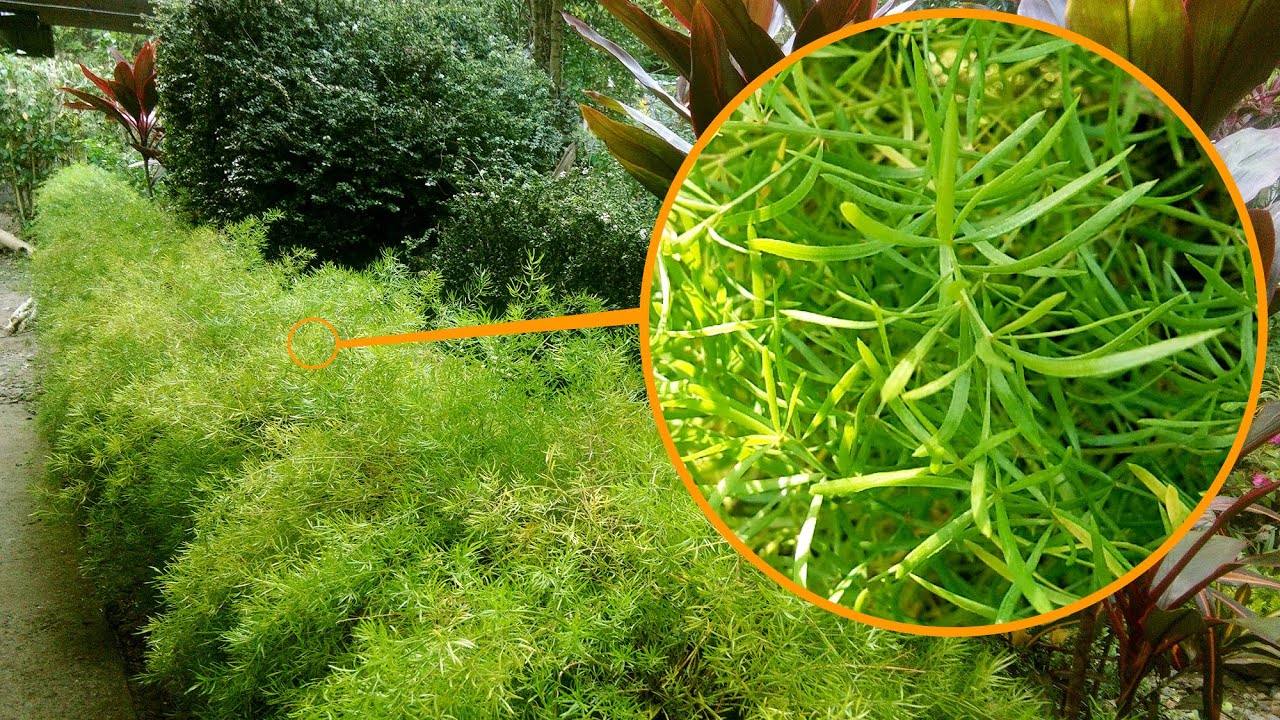 SPRENGERI (Asparagus Grass) PROPAGATION