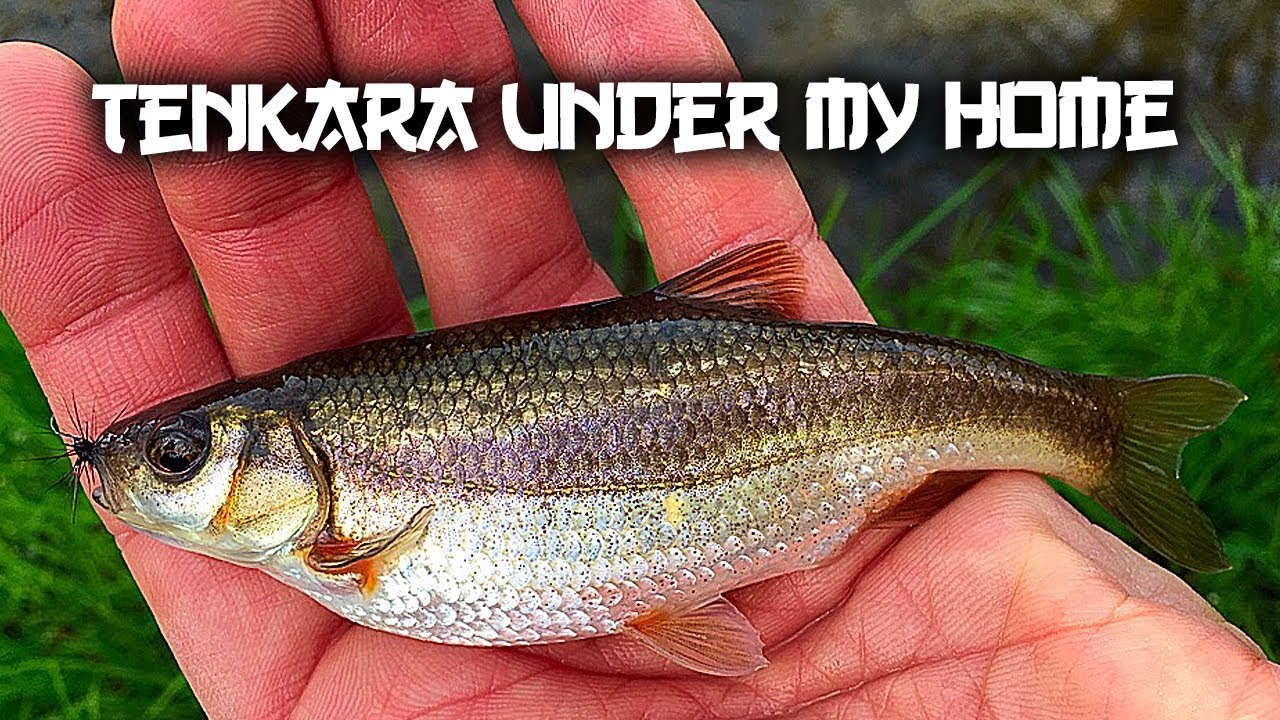 Tenkara Under My Home