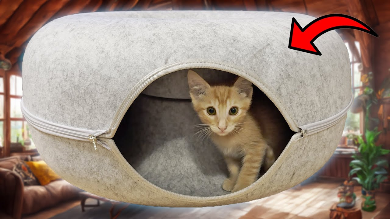 Best Cat Bed? Reviewing the Cat Donut Tunnel Bed