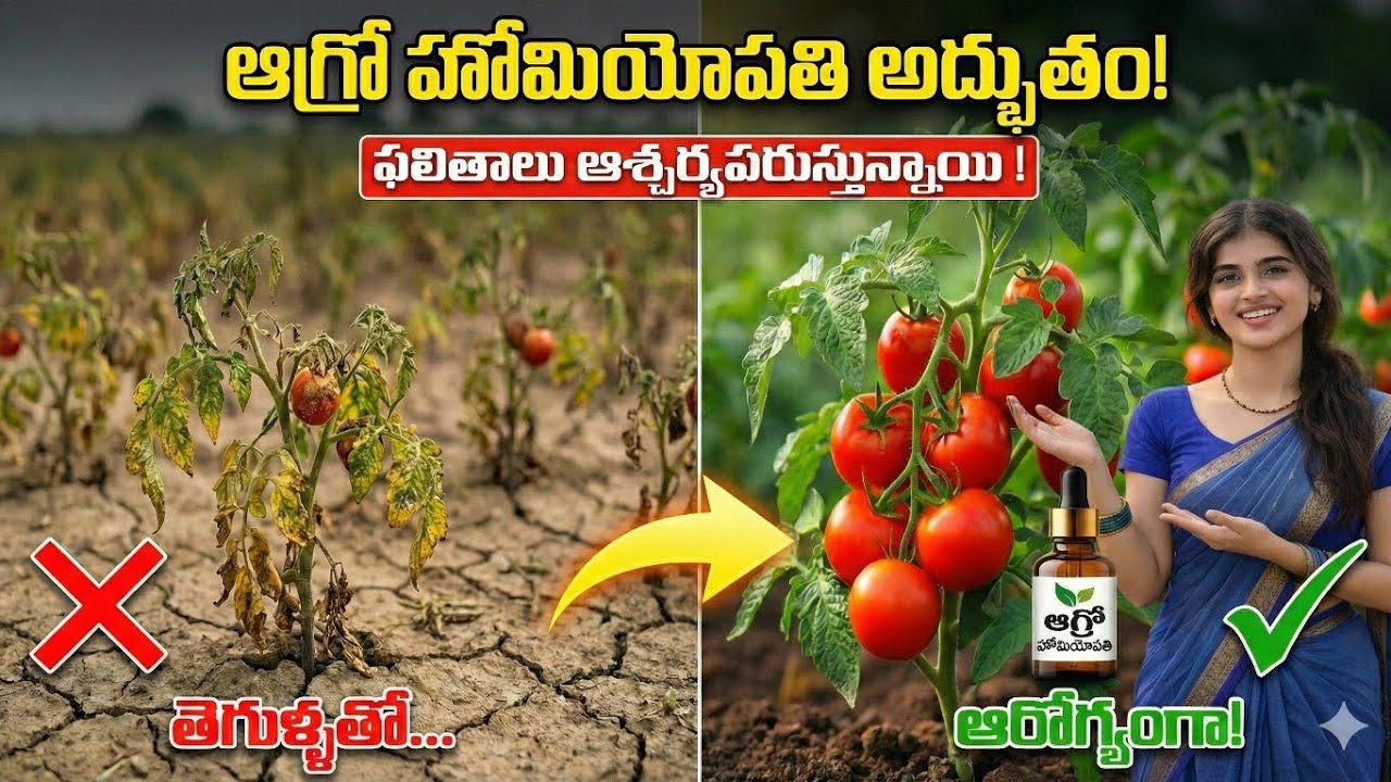 ఆగ్రో హోమియోపతి అద్భుతం! పంటలు ఇలా మారితే?