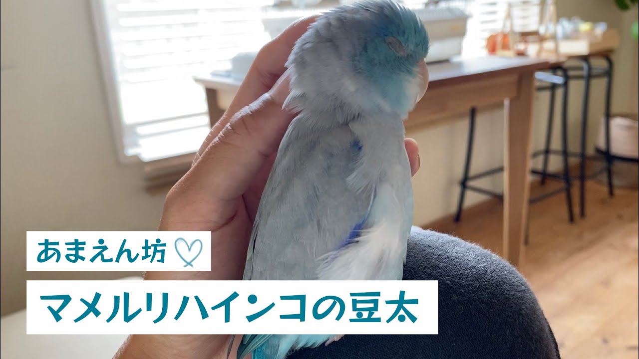 【マメルリハインコ】豆太とのほのぼの日記