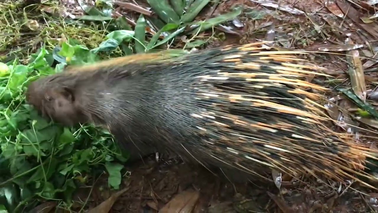 1.Feeds to two Porcupines .