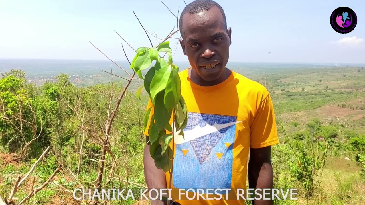 Reforestation,Kofi mountain located at Chanika Kofi village,Handeni , Tanga Tanzania 