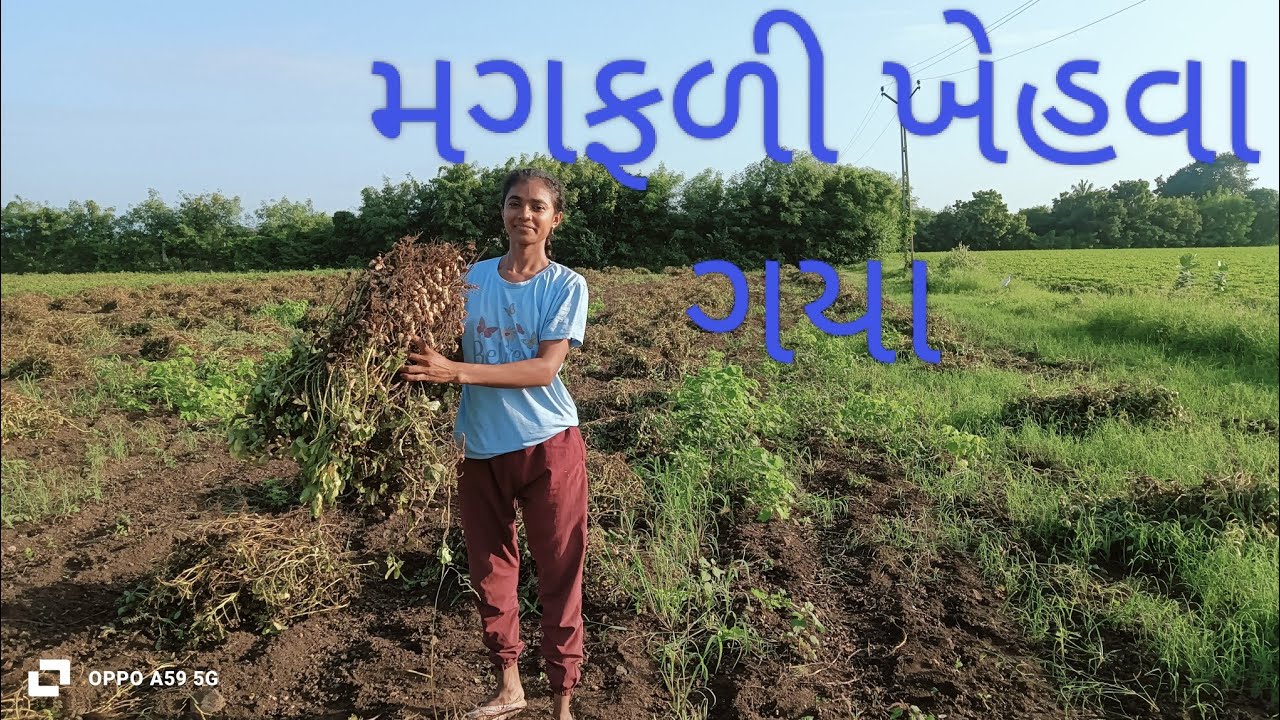 સેલા વરસાદના કારણે માંડવીમાં રાખોડી આવી ગઈ ને  માડવી પાકી ને ઉગવા મડી