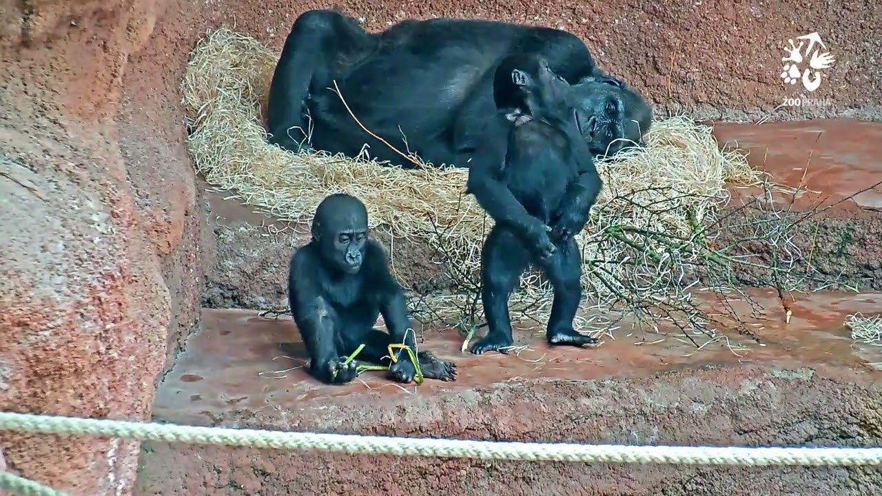 Větve jako dokonalý enrichment