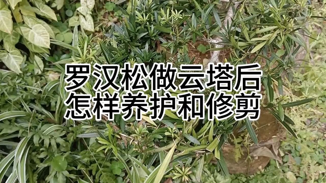 罗汉松做云塔后怎样养护和修剪 