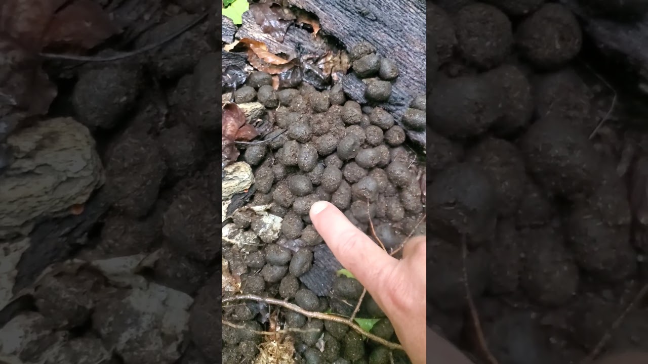 Moose Droppings 💩 💩 💩