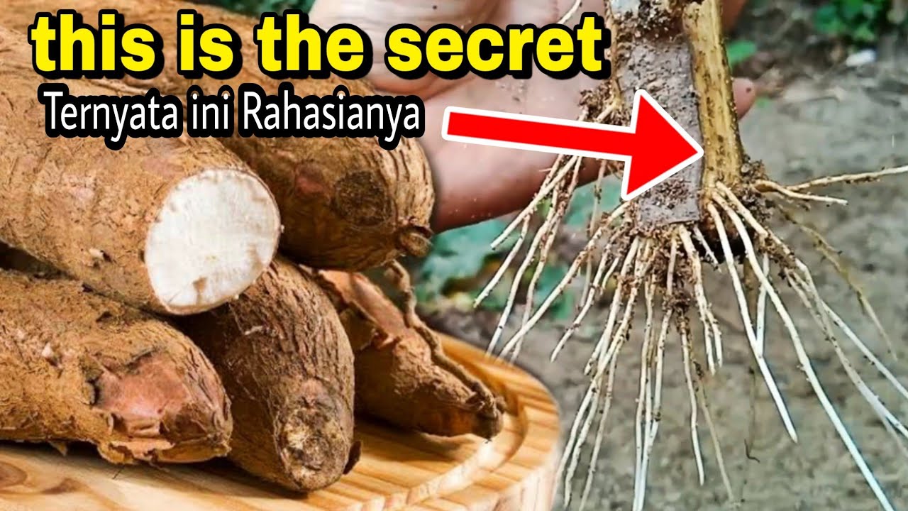 How to Grow Cassava with Stem Cuttings for Beginners at Home| GROWING CASSAVA