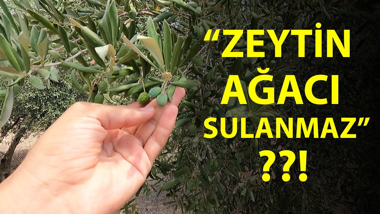 Zeytinde Sulamanın Önemi || Sulanan Zeytindeki Değişim