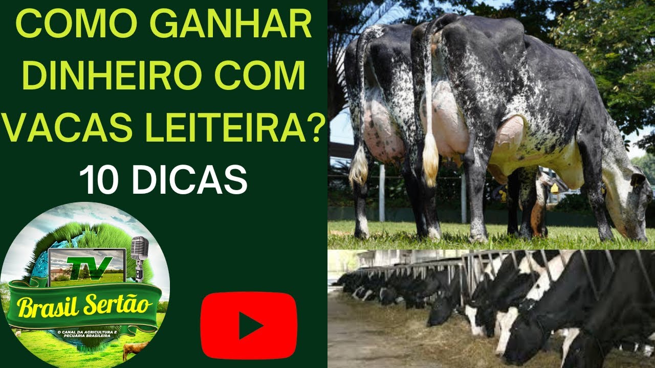 COMO GANHAR DINHEIRO COM VACAS LEITEIRAS? 10 DICAS