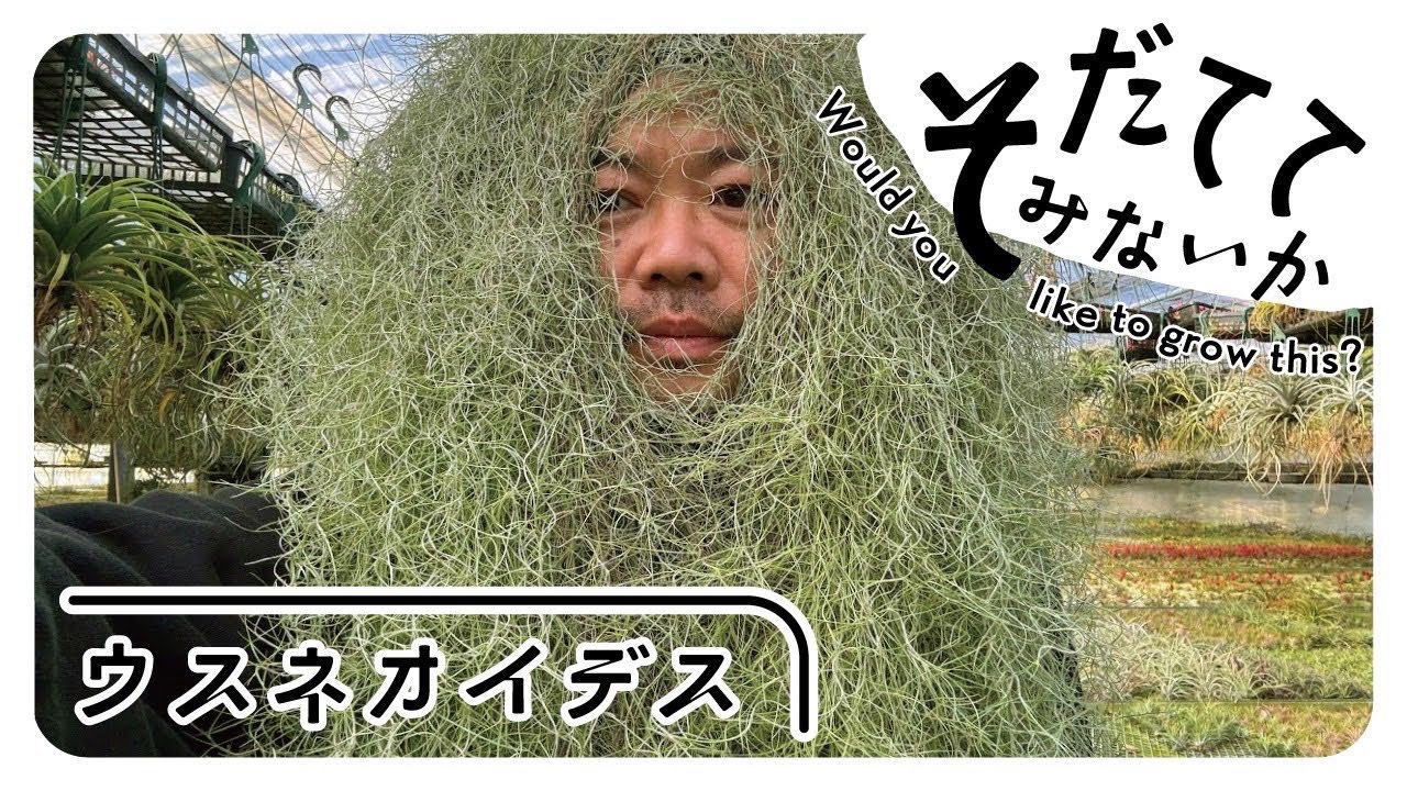もう一度ウスネオイデスを育ててみないか⁉️