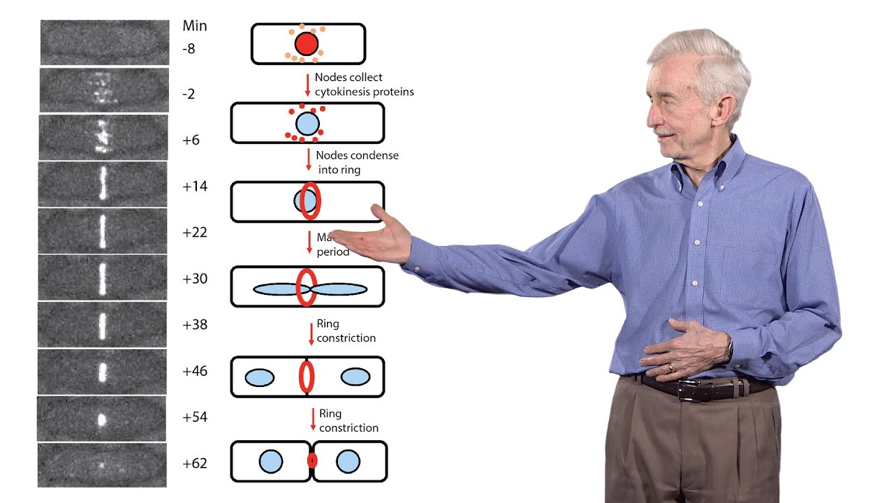 Thomas Pollard (Yale University) 3: The mechanics of cytokinesis