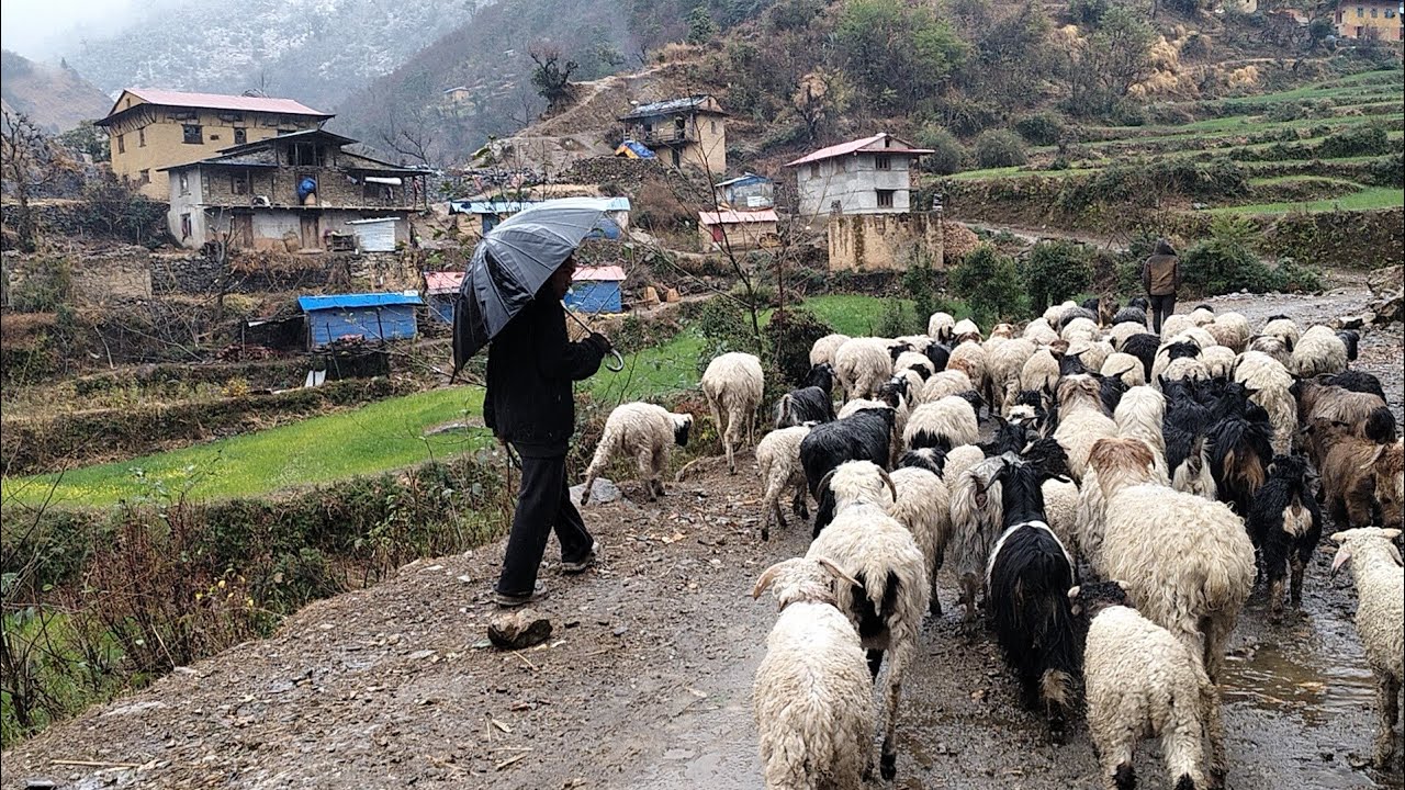 This is a very traditional beautiful shepherd life nepal||amazing and peaceful place.