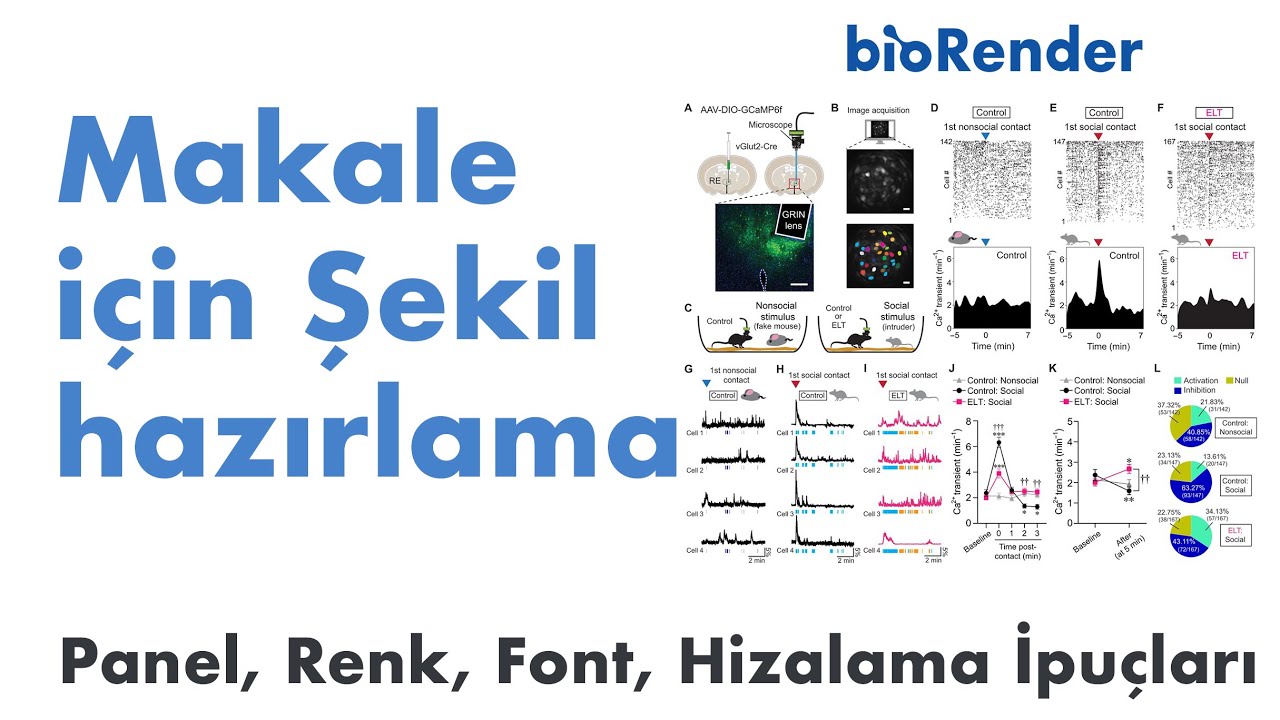 BioRender’da Profesyonel Şekil Hazırlama Rehberi | Panel, Renk, Font, Hizalama İpuçları