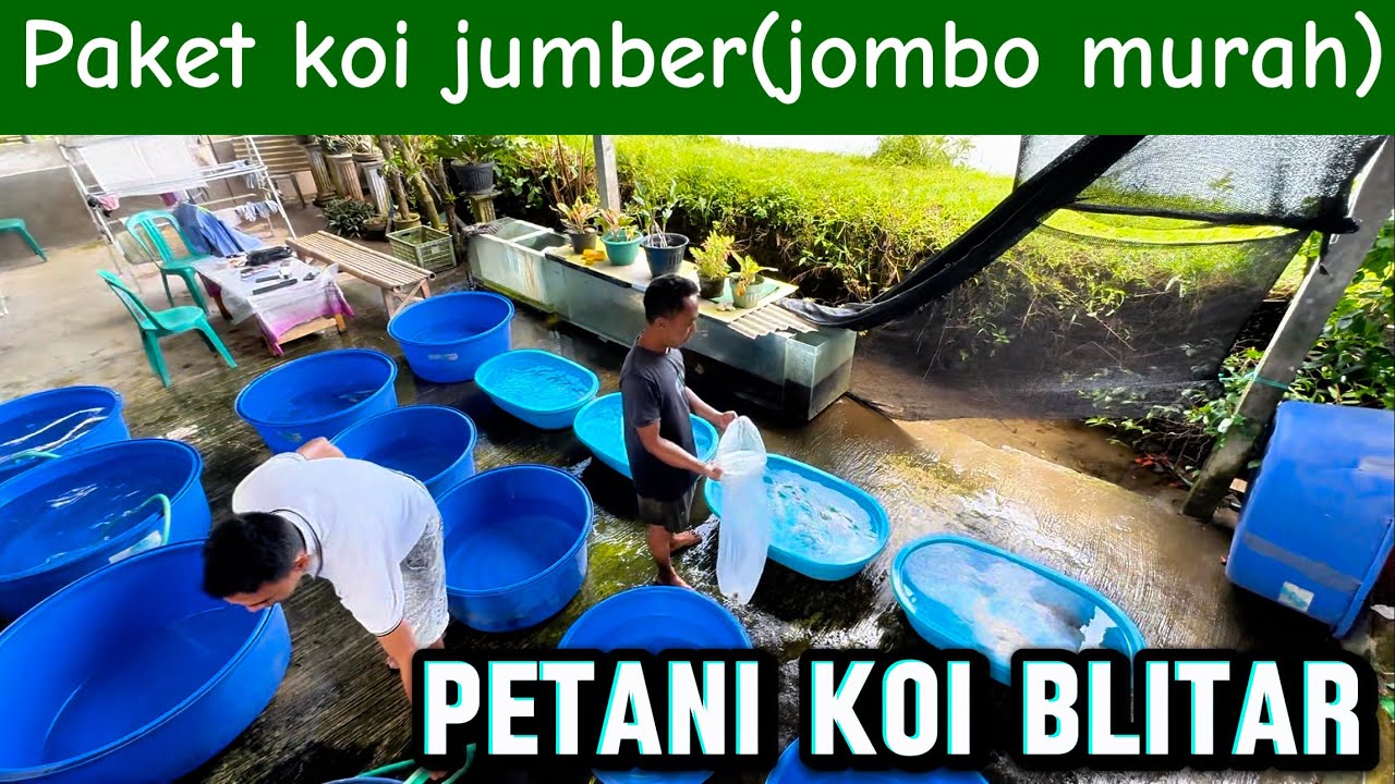 Petani koi Blitar Review paket koi jumber antikan‼️Karangsono koi blitar