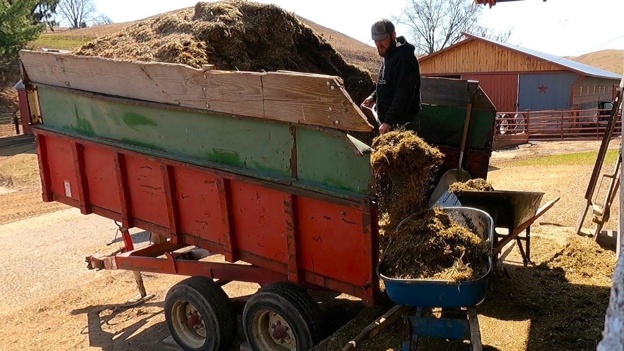 How A Farmer Feeds Cows and Cleans Barns On A Small Dairy Farm!