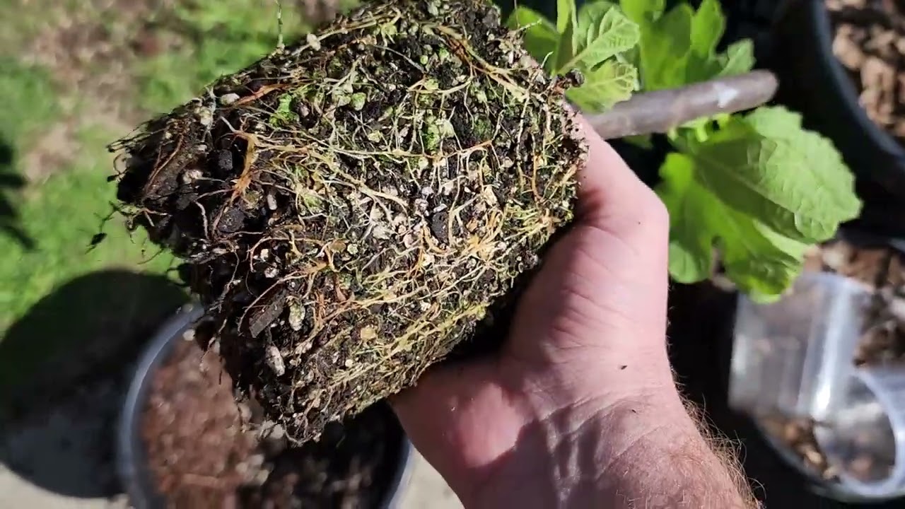 Upotting Black Madeira, i258 and others. Soil mixes for figs, and newly rooted fig cutting varieties