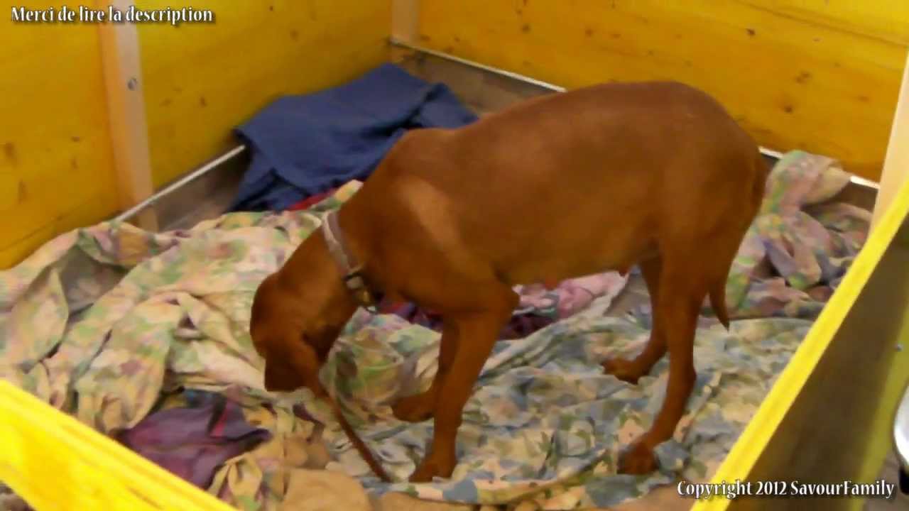 3/3 Construction d'une caisse de mise bas pour notre chienne Vizsla (vidéo 3 sur 3)