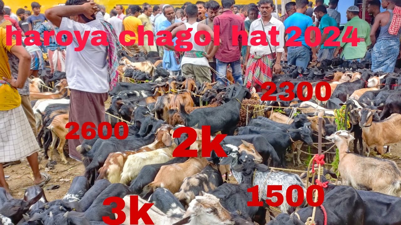 HAROA CHAGOL HAT ||BEAUTIFUL GOATS VIRAL TRENDING