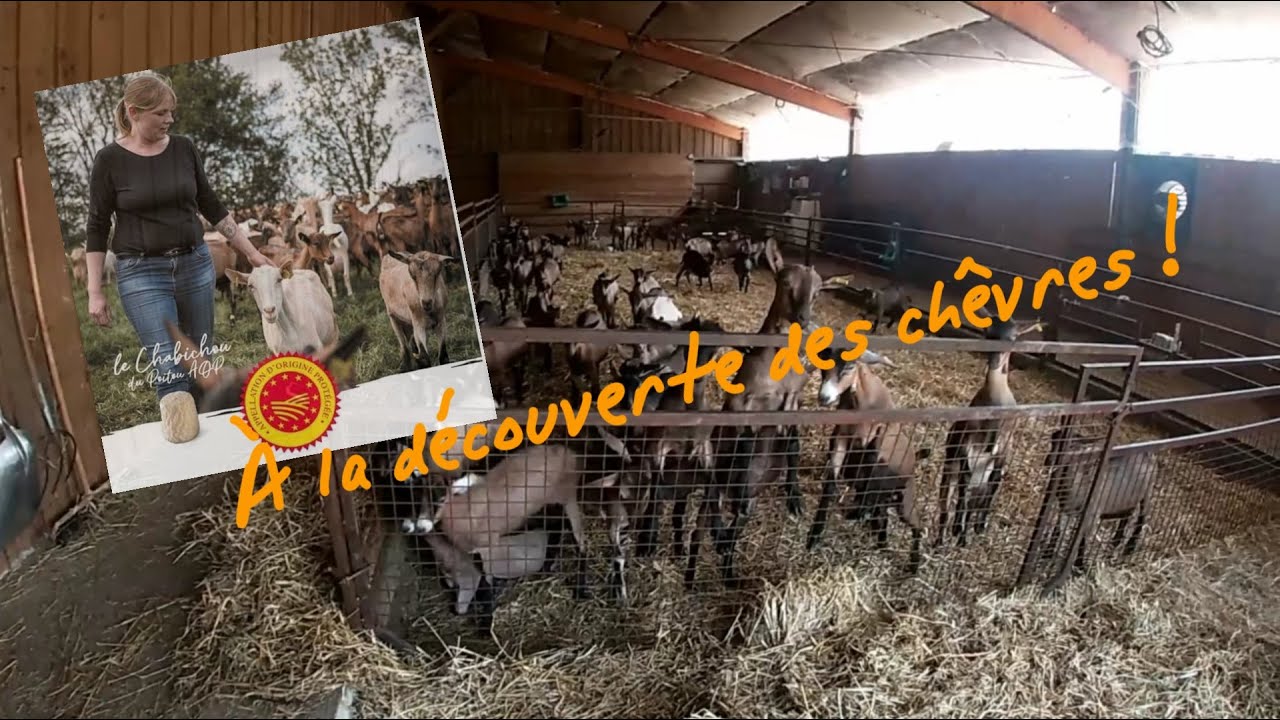 A la découverte des chêvres !