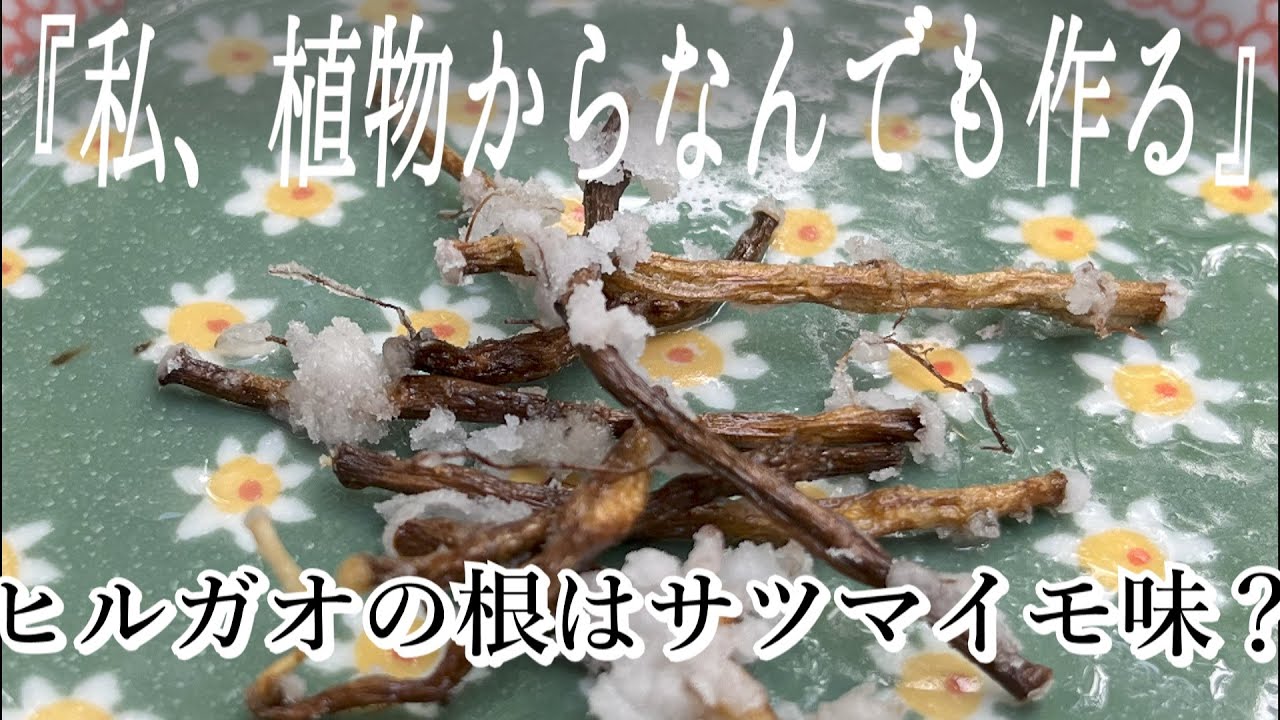 サバイバル上級者でも知らない！？ヒルガオの根の食べ方｜味はサツマイモでしょ