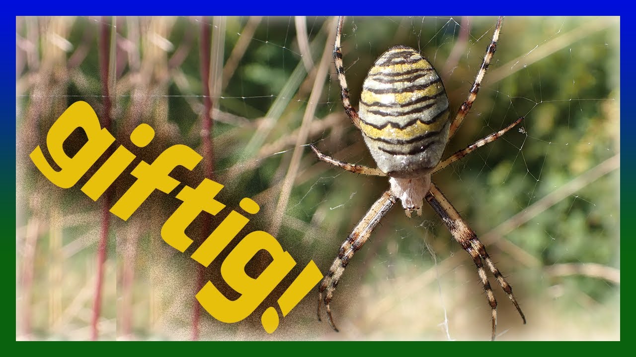 Wespenspinne | sch&ouml;n giftig!