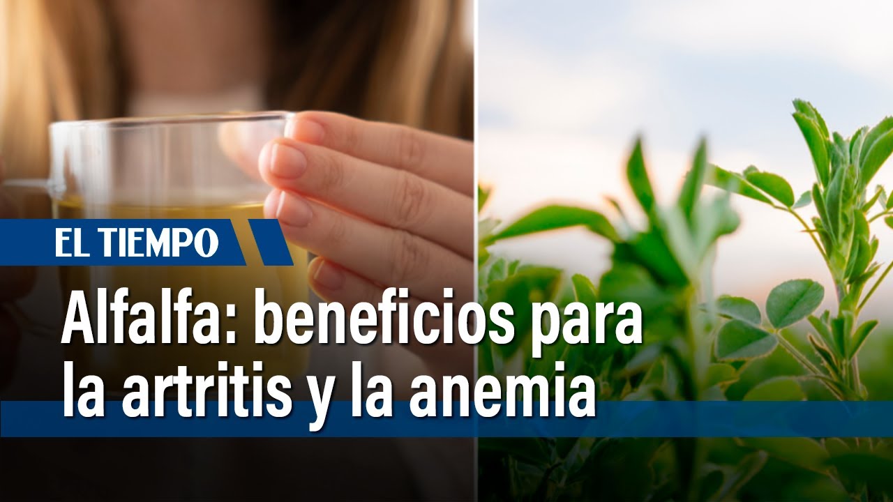 Alfalfa: útil para la artritis, la anemia y las infusiones saludables | El Tiempo