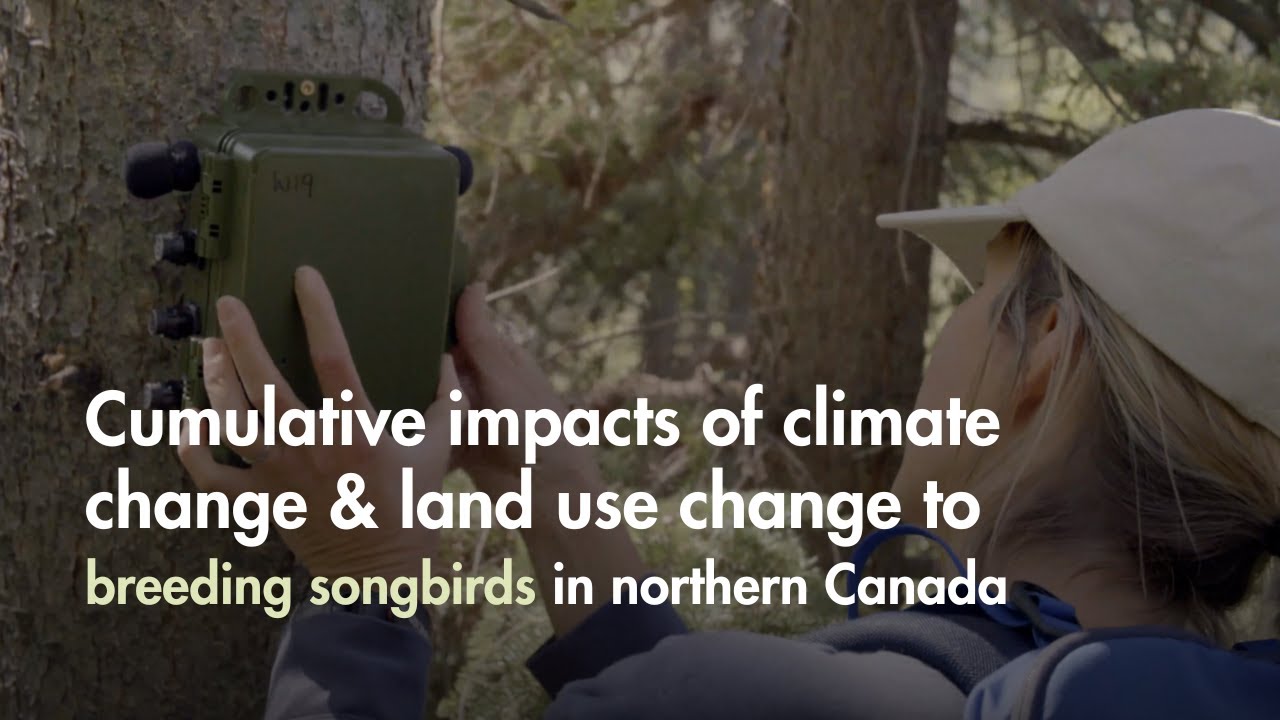 The Changing North - Impacts of Climate Change to Breeding Songbirds in Northern Canada 🇨🇦